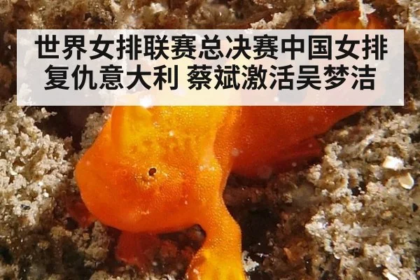 世界女排联赛总决赛中国女排复仇意大利 蔡斌激活吴梦洁